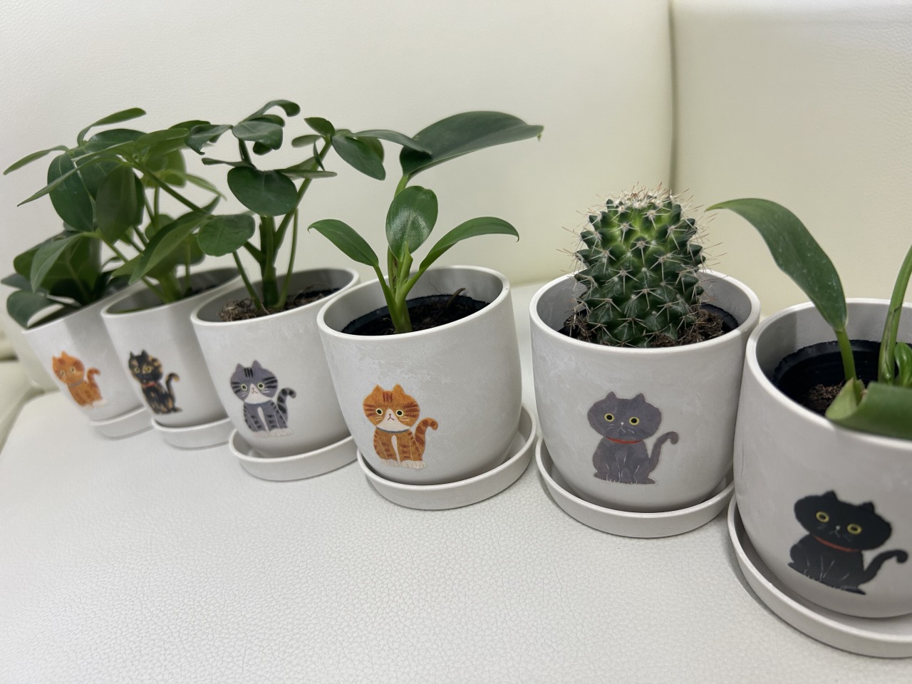 猫|イベント|大阪|関西|ねこ|ハンドメイド|猫グッズ|猫雑貨|即売会|保護猫|里親会|ネコ|ニャンズマーケット|にゃんずまーけっと|にゃんとも|猫好きのための猫グッズ即売会にゃんともニャンズマーケット|京セラドーム|大阪ドーム