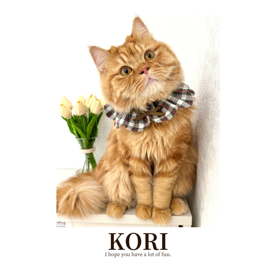 猫|イベント|大阪|関西|ねこ|ハンドメイド|猫グッズ|猫雑貨|即売会|保護猫|里親会|ネコ|ニャンズマーケット|にゃんずまーけっと|にゃんとも|猫好きのための猫グッズ即売会にゃんともニャンズマーケット|京セラドーム|大阪ドーム