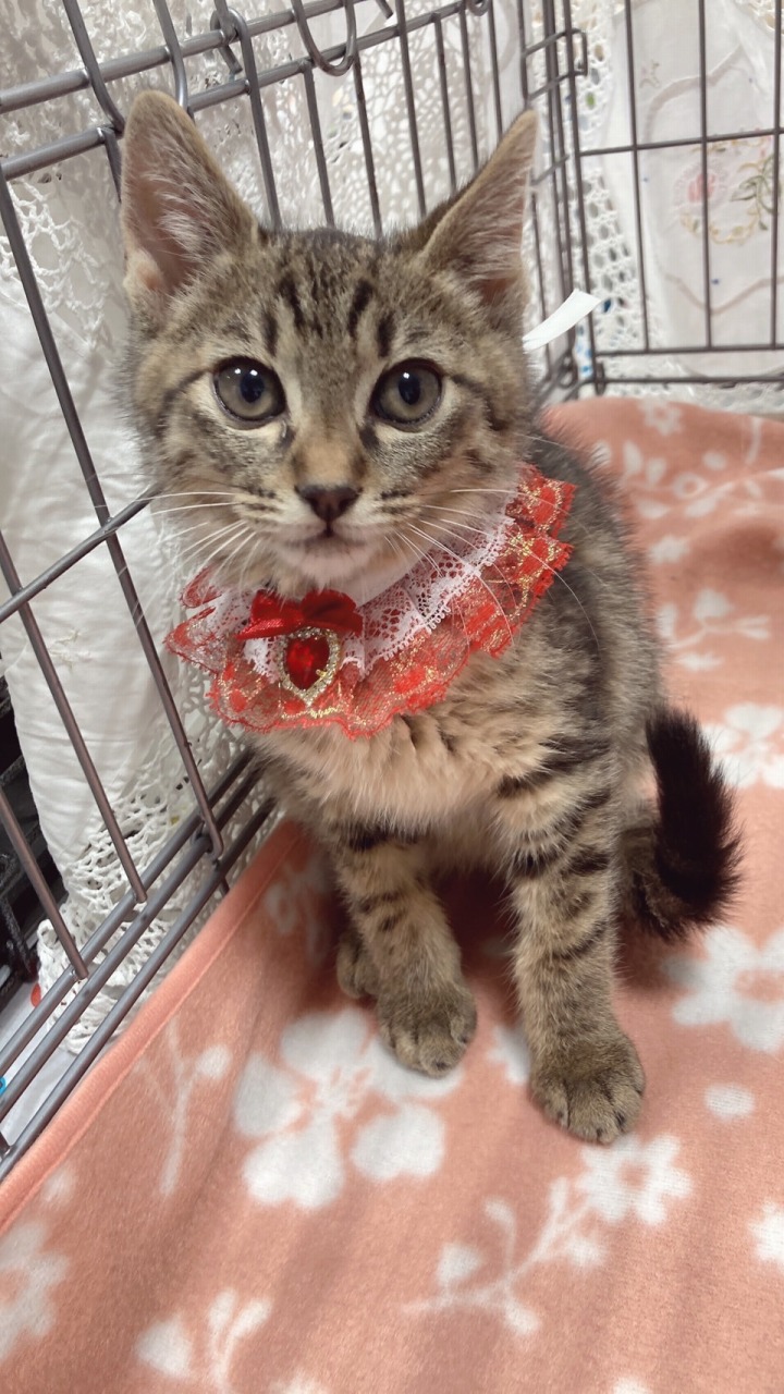 猫|イベント|大阪|関西|ねこ|ハンドメイド|猫グッズ|猫雑貨|即売会|保護猫|里親会|ネコ|ニャンズマーケット|にゃんずまーけっと|にゃんとも|猫好きのための猫グッズ即売会にゃんともニャンズマーケット|京セラドーム|大阪ドーム