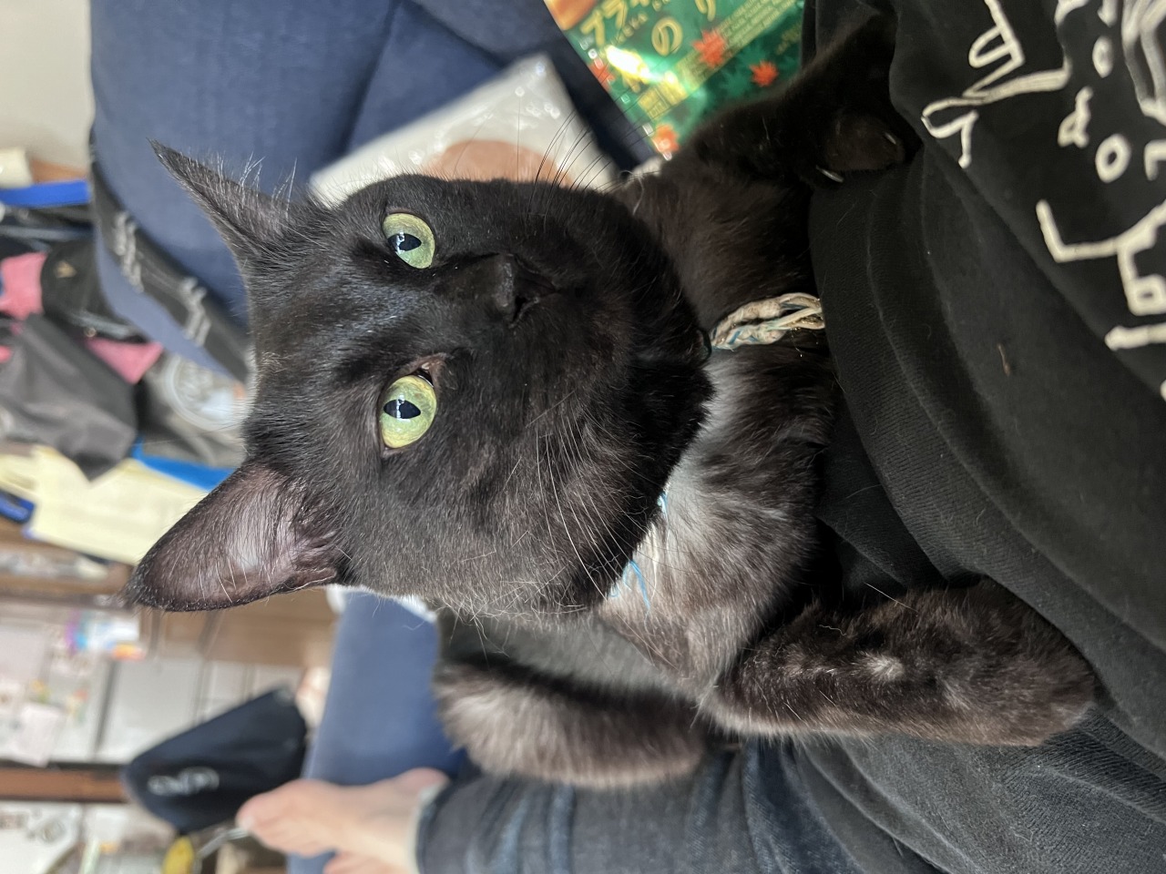 猫|イベント|大阪|関西|ねこ|ハンドメイド|猫グッズ|猫雑貨|即売会|保護猫|里親会|ネコ|ニャンズマーケット|にゃんずまーけっと|にゃんとも|猫好きのための猫グッズ即売会にゃんともニャンズマーケット|京セラドーム|大阪ドーム