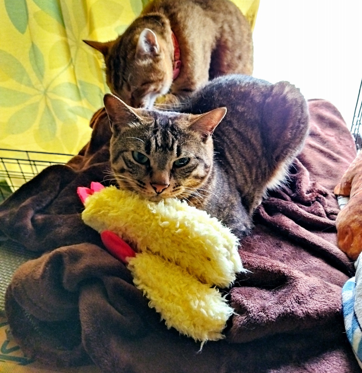 猫|イベント|大阪|関西|ねこ|ハンドメイド|猫グッズ|猫雑貨|即売会|保護猫|里親会|ネコ|ニャンズマーケット|にゃんずまーけっと|にゃんとも|猫好きのための猫グッズ即売会にゃんともニャンズマーケット|京セラドーム|大阪ドーム