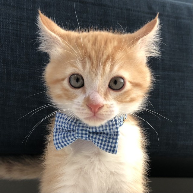 猫|イベント|大阪|関西|ねこ|ハンドメイド|猫グッズ|猫雑貨|即売会|保護猫|里親会|ネコ|ニャンズマーケット|にゃんずまーけっと|にゃんとも|猫好きのための猫グッズ即売会にゃんともニャンズマーケット|京セラドーム|大阪ドーム