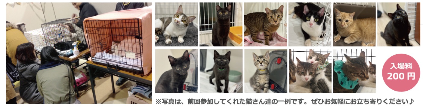猫|イベント|大阪|関西|ねこ|ハンドメイド|猫グッズ|猫雑貨|即売会|保護猫|ネコ|ニャンズマーケット|にゃんとも|猫好きのための猫グッズ即売会にゃんともニャンズマーケット|にゃんともにゃんずまーけっと|にゃんともまーけっと|にゃんともマーケット