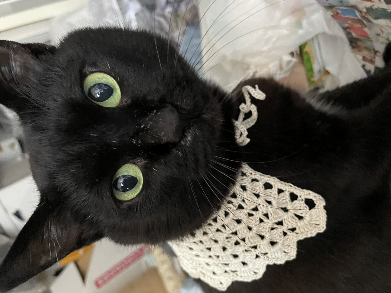 猫|イベント|大阪|関西|ねこ|ハンドメイド|猫グッズ|猫雑貨|即売会|保護猫|里親会|ネコ|ニャンズマーケット|にゃんずまーけっと|にゃんとも|猫好きのための猫グッズ即売会にゃんともニャンズマーケット|京セラドーム|大阪ドーム