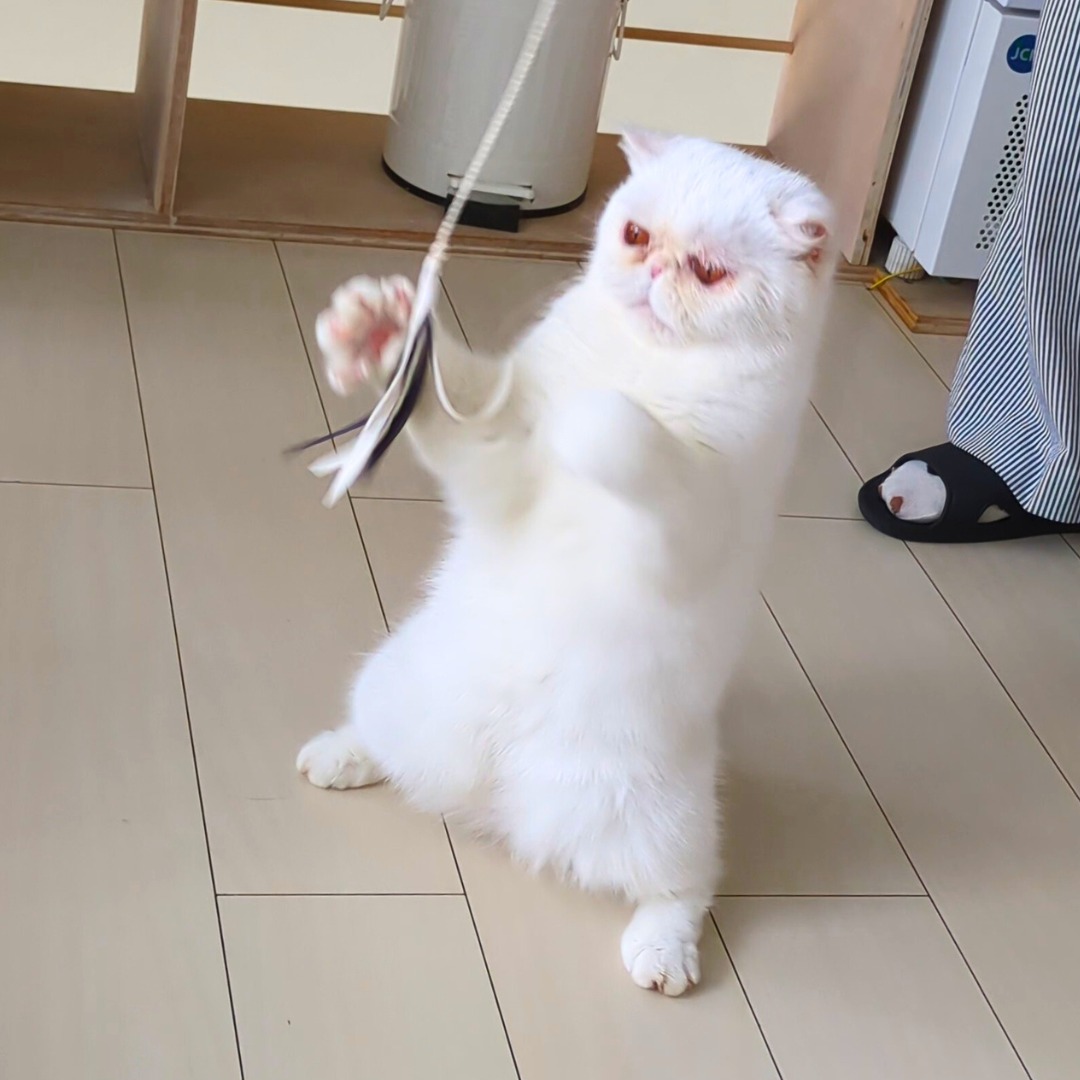 猫|イベント|大阪|関西|ねこ|ハンドメイド|猫グッズ|猫雑貨|即売会|保護猫|里親会|ネコ|ニャンズマーケット|にゃんずまーけっと|にゃんとも|猫好きのための猫グッズ即売会にゃんともニャンズマーケット|京セラドーム|大阪ドーム