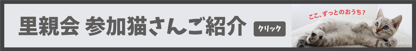 クリスマス|クリスマスマーケット|スカイビル|梅田デート|猫|イベント|大阪|関西|ねこ|ハンドメイド|猫グッズ|即売会|保護猫|ネコ|ニャンズマーケット|にゃんとも|猫好きのための猫グッズ即売会にゃんともニャンズマーケット